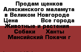 Продам щенков Аляскинского маламута в Великом Новгороде › Цена ­ 5 000 - Все города Животные и растения » Собаки   . Ханты-Мансийский,Покачи г.